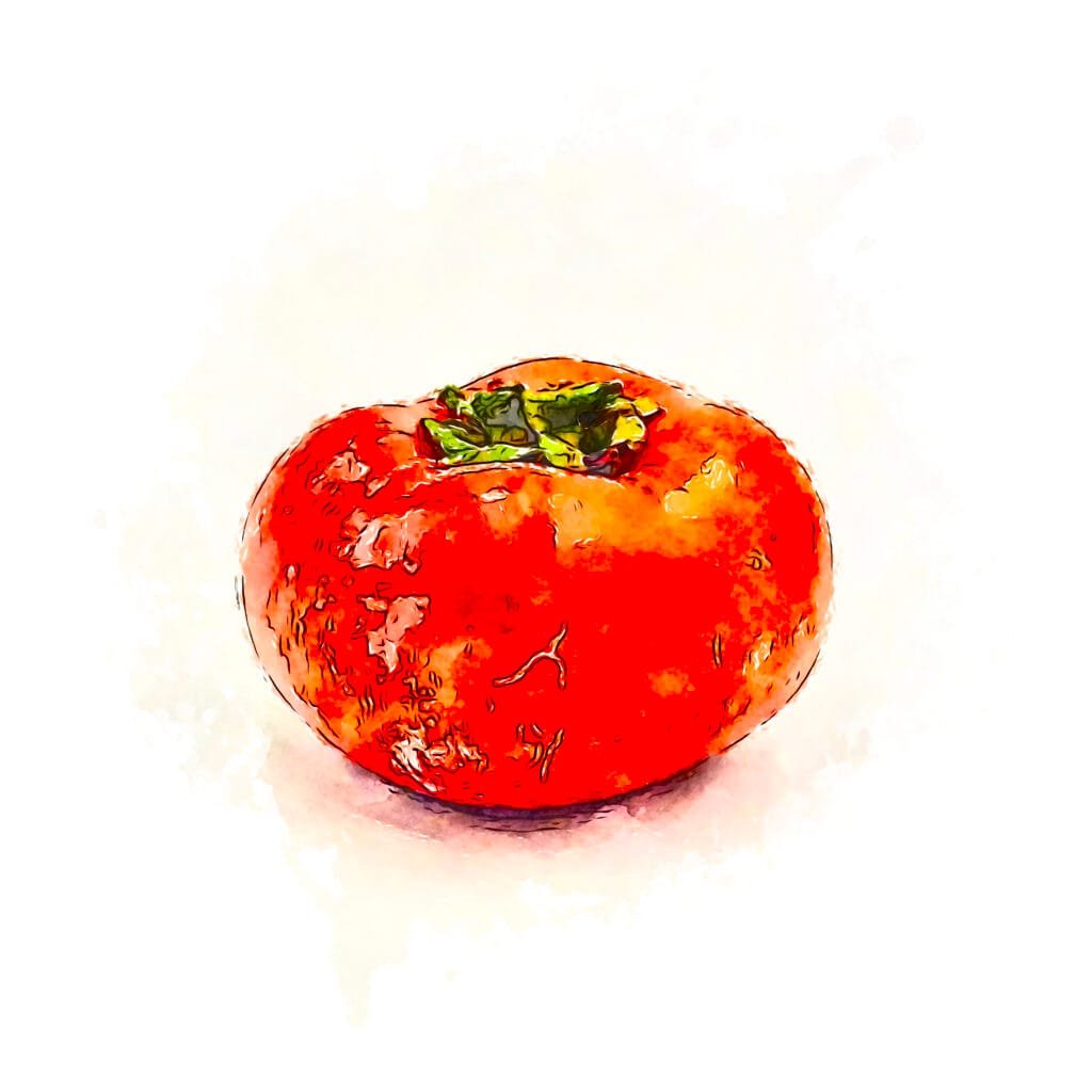 Watercolor treated photograph of a whole fuyu persimmon.